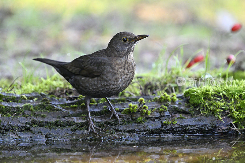 母黑鸟(Turdus turla)